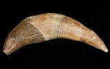 Basilosaur (Primitive Whale) Tooth #11429-1